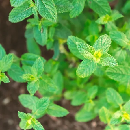 Dimore Acquasale- Sea View * Capo Vaticano